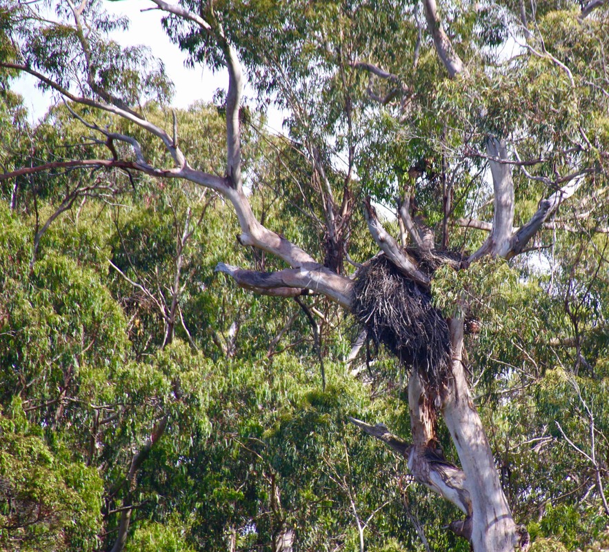 Sea eagles nest. Top Lake and Bottom Lake and Surrounds, Mallacoota, Victoria, Australia