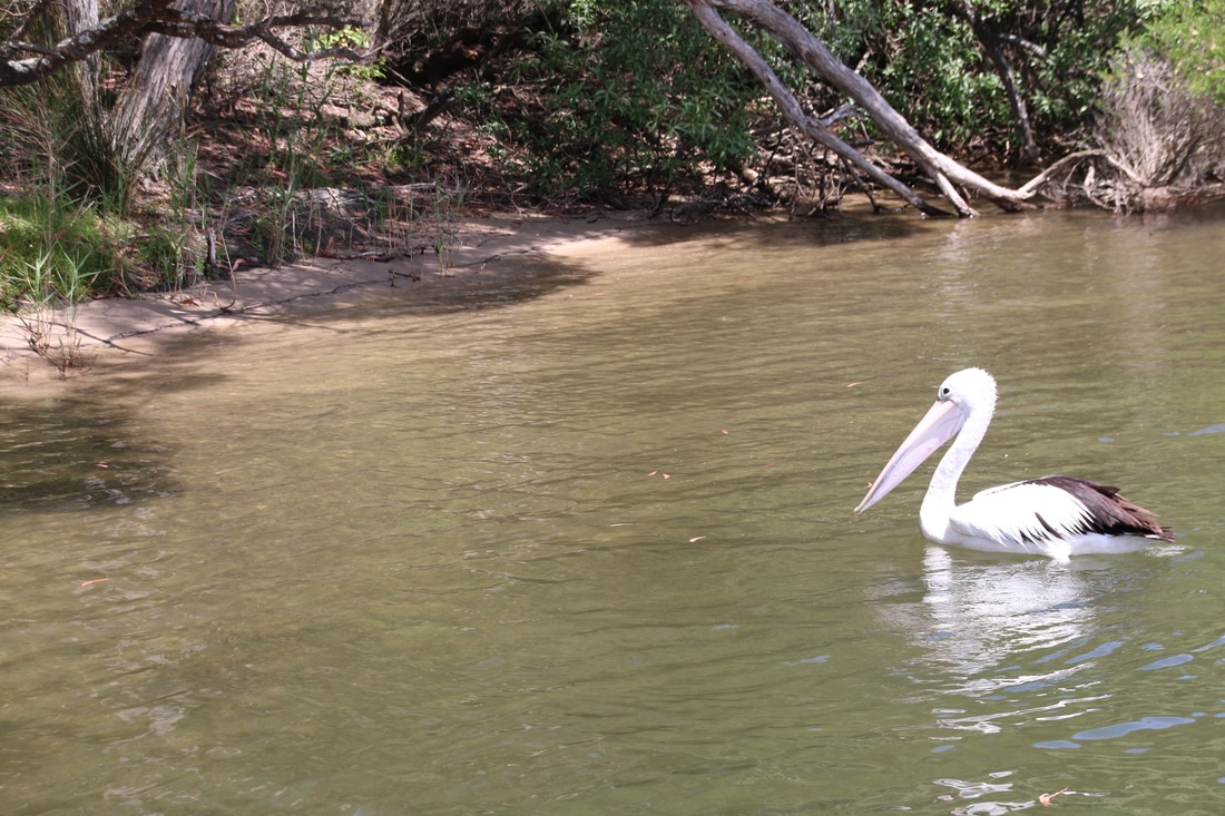 Pelican, Top Lake and Bottom Lake and Surrounds, Mallacoota, Victoria, Australia
