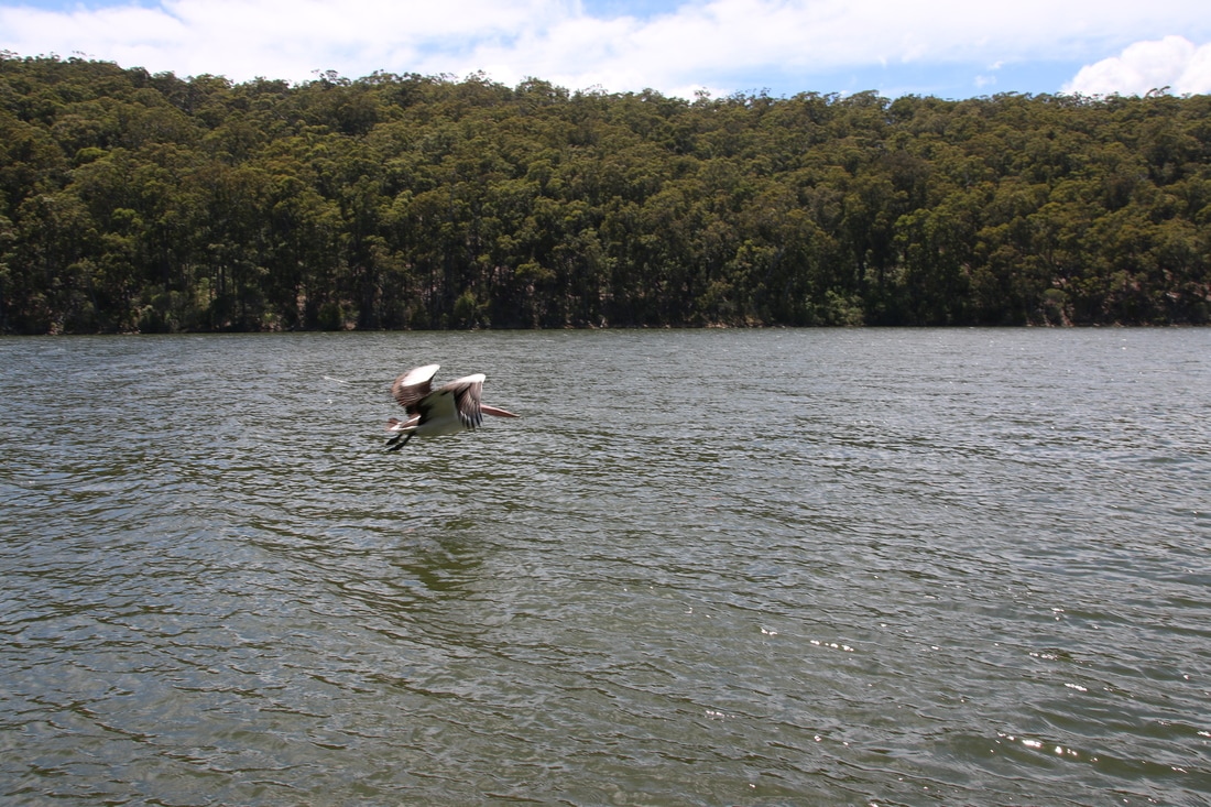 Pelican, Top Lake and Bottom Lake and Surrounds, Mallacoota, Victoria, Australia