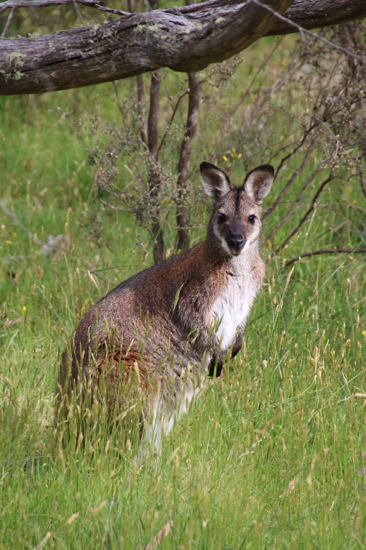 Kangaroo, KosiPark Camping Grounds and Surrounds, ​Kos​ciuszko National Park