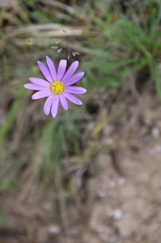Flower, KosiPark Camping Grounds and Surrounds, ​Kos​ciuszko National Park