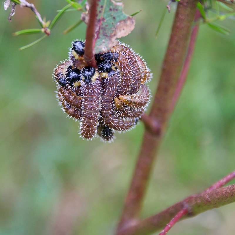 Caterpillars, Kos​ciuszko National Park, New South Wales, Australia