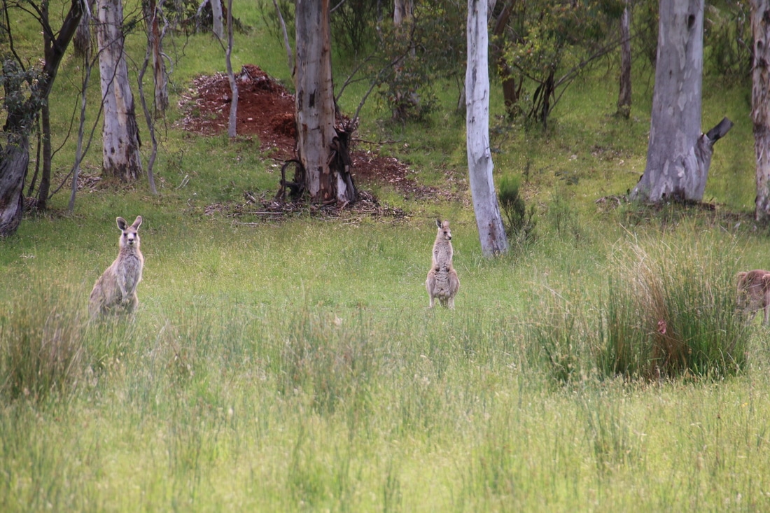 Kangaroos, KosiPark Camping Grounds and Surrounds, ​Kos​ciuszko National Park