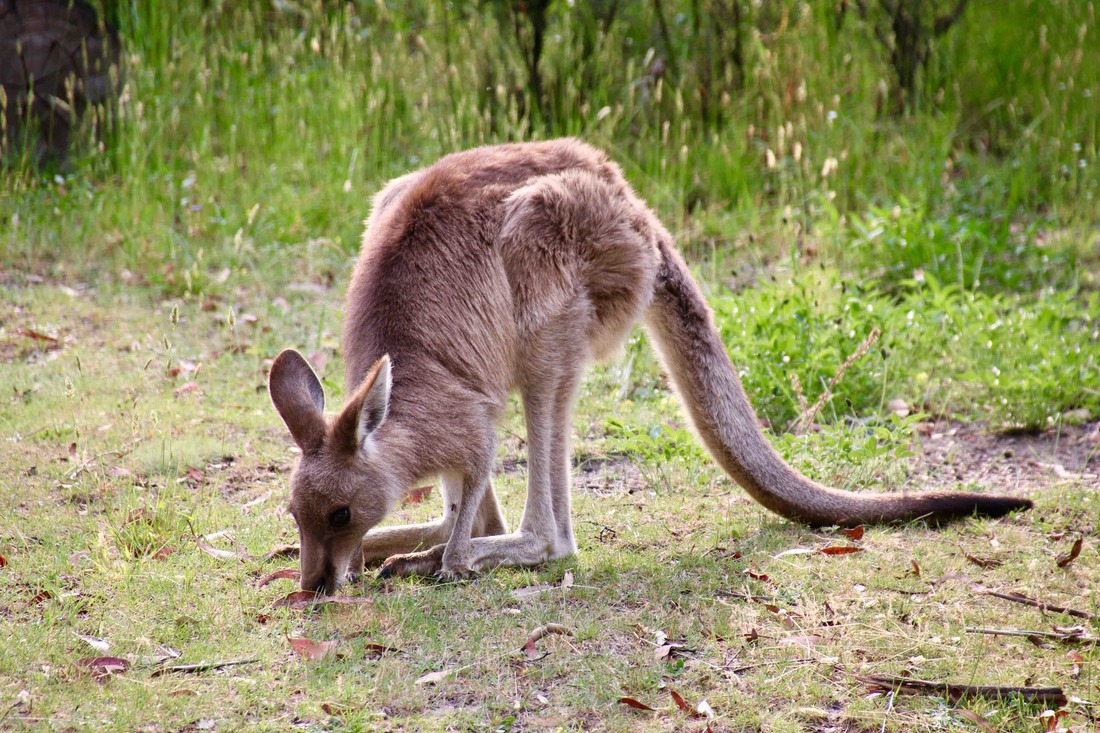 Kangaroo grazing in the wild, KosiPark Camping Grounds and Surrounds, ​Kos​ciuszko National Park