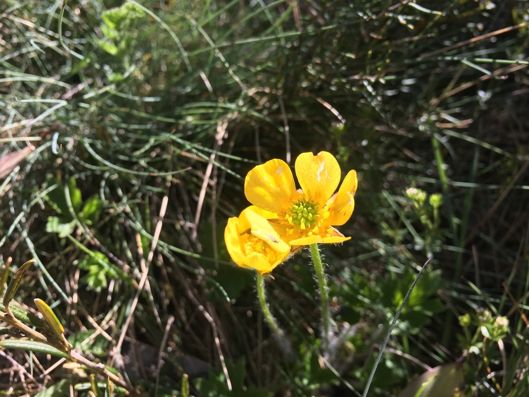 Yellow Flower, Cascade Hut Track, Kosciuszko National Park, New South Wales, Australia