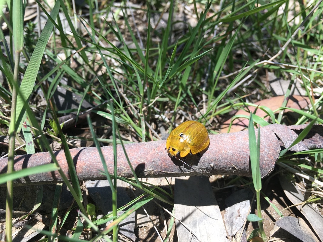 Golden Beetle, Cascade Hut Track, Kosciuszko National Park, New South Wales, Australia