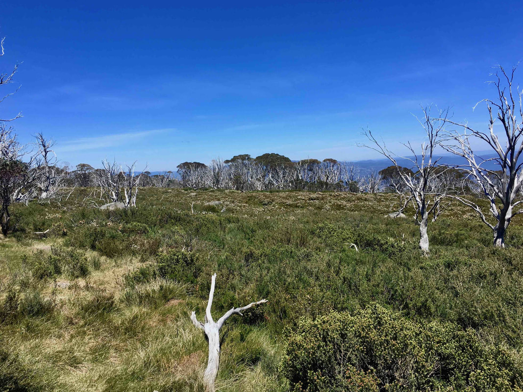 Cascade Hut Track, Kosciuszko National Park, New South Wales, Australia