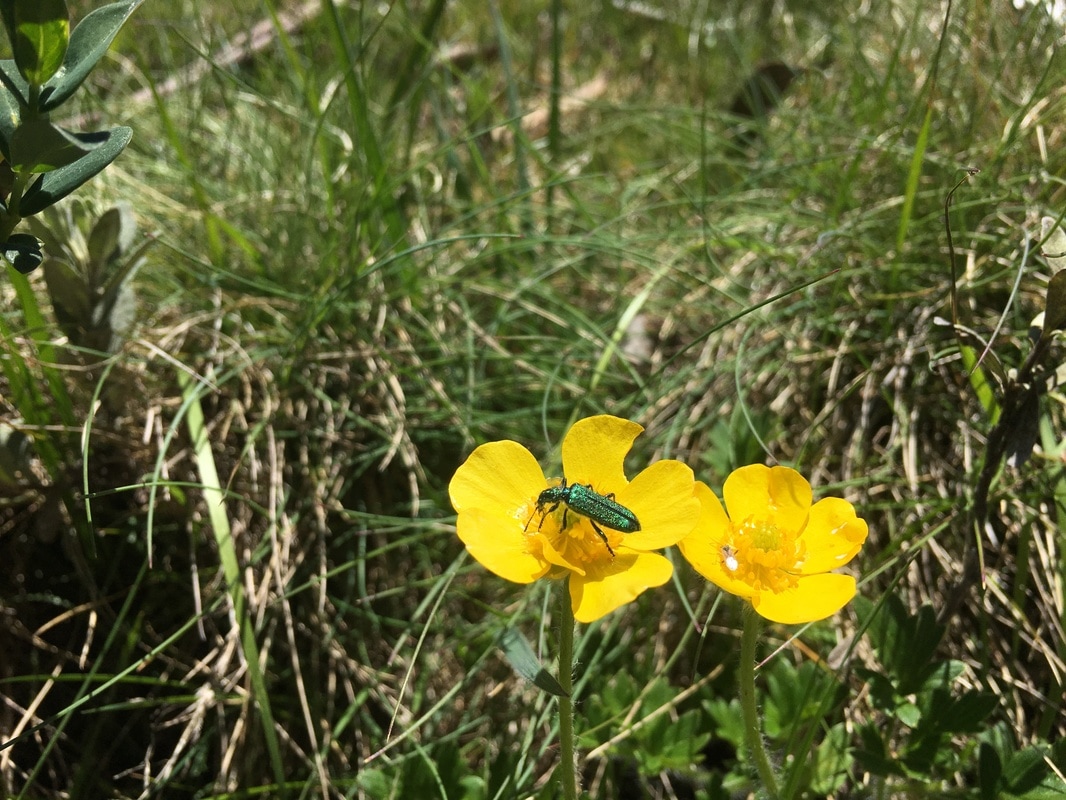 Yellow Flowers, Shiny Insect, Cascade Hut Track, Kosciuszko National Park, New South Wales, Australia