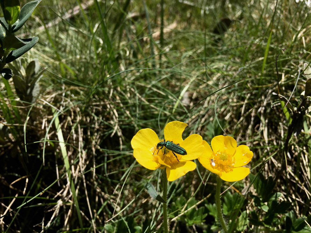 Yellow flower with beetle, Cascade Hut Track, Kosciuszko National Park, New South Wales, Australia