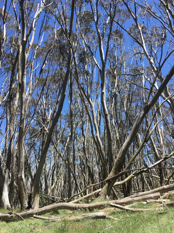 Eucalypt Forest, Cascade Hut Track, Kosciuszko National Park, New South Wales, Australia
