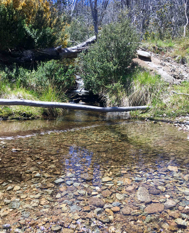 Stream, Cascade Hut Track, Kosciuszko National Park, New South Wales, Australia