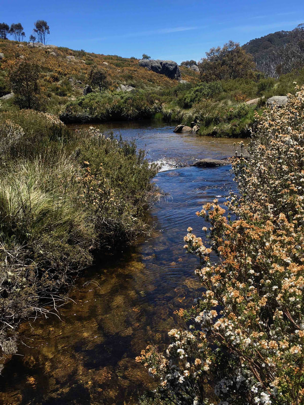 Stream, Cascade Hut Track, Kosciuszko National Park, New South Wales, Australia