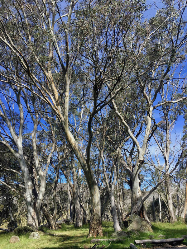 Eucalyptus Forest, Inside Cascade Hut, Cascade Hut, Kosciuszko National Park, New South Wales, Australia