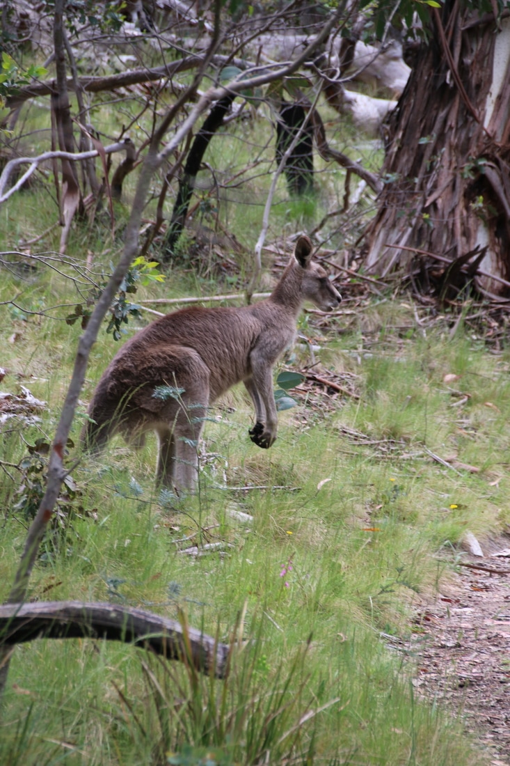 Kangaroo, The Waterfall Track, Kosciuszko National Park, New South Wales, Australia