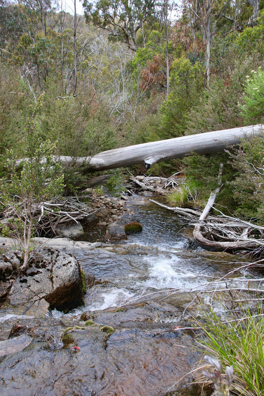 Sawpit Creek, The Waterfall Track, Kosciuszko National Park, New South Wales, Australia
