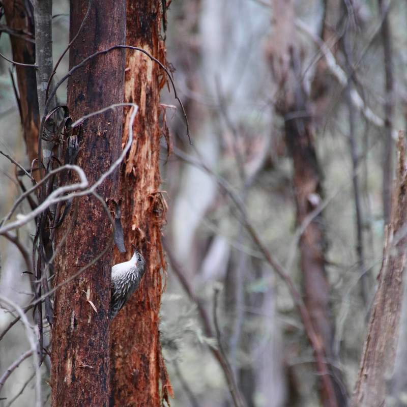 White-throated Treecreeper, Cormobates leucophaea, The Waterfall Track, Kosciuszko National Park, New South Wales, Australia