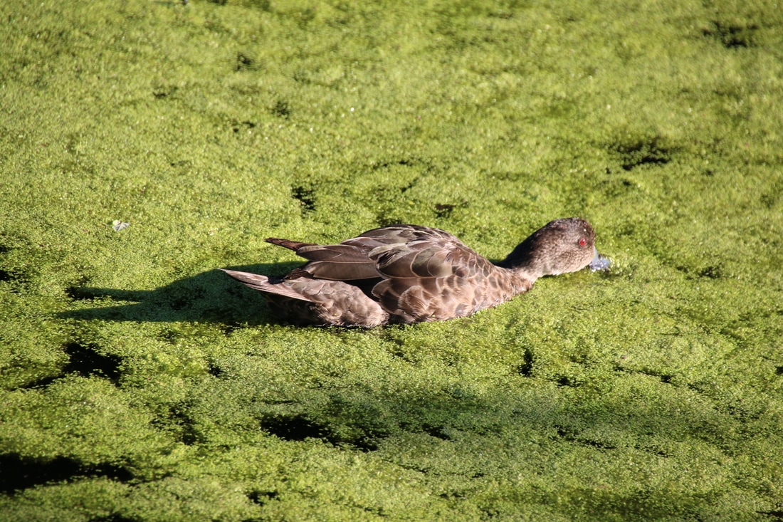 Ducks, Seawinds Gardens, Arthur's Seat, Mornington Peninsula, Victoria, Australia.