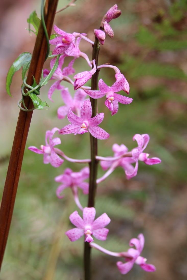 Bell flower hyacinth orchid (Dipodium campanulatum), Baldry's Crossing Circuit Walk, Main Ridge, Mornington Peninsula, Victoria, Australia