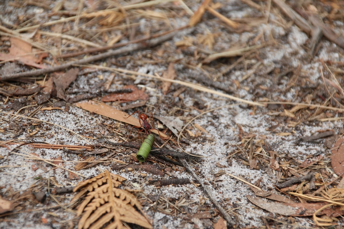 Ant, Baldry's Crossing Circuit Walk, Main Ridge, Mornington Peninsula, Victoria, Australia