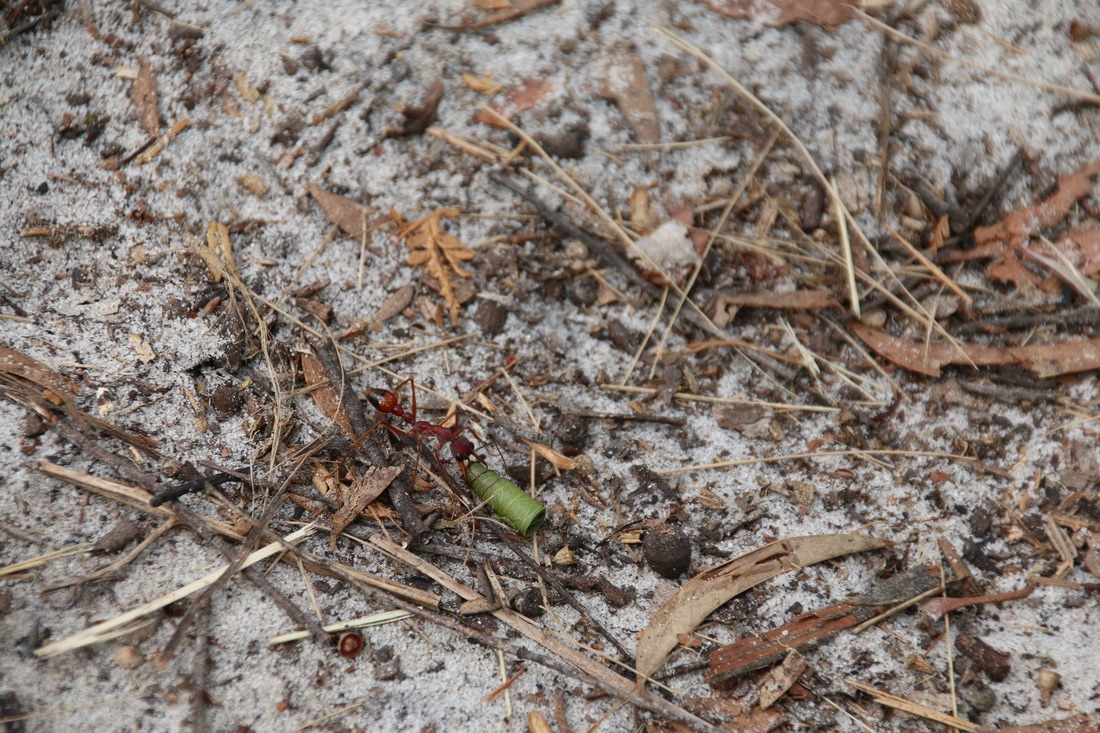 Ant, Baldry's Crossing Circuit Walk, Main Ridge, Mornington Peninsula, Victoria, Australia