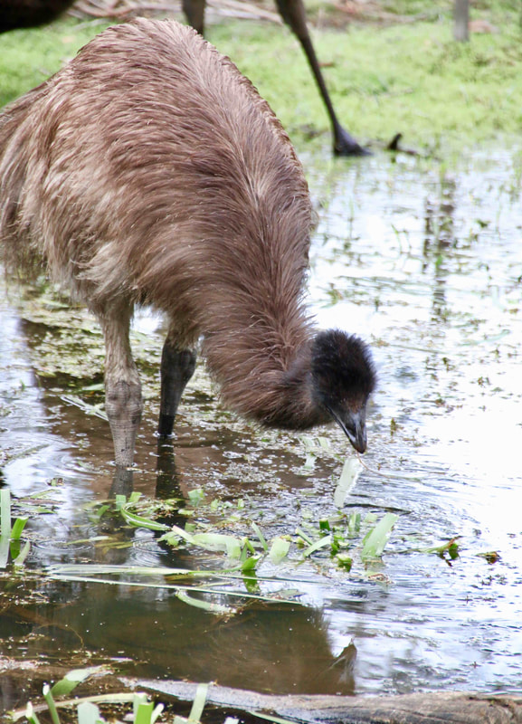 Emu Chick, The Briars, Mount Martha, Mornington Peninsula, Victoria, Australia