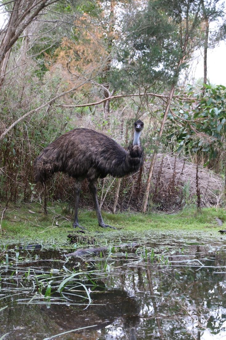 Emus, The Briars, Mount Martha, Mornington Peninsula, Victoria, Australia