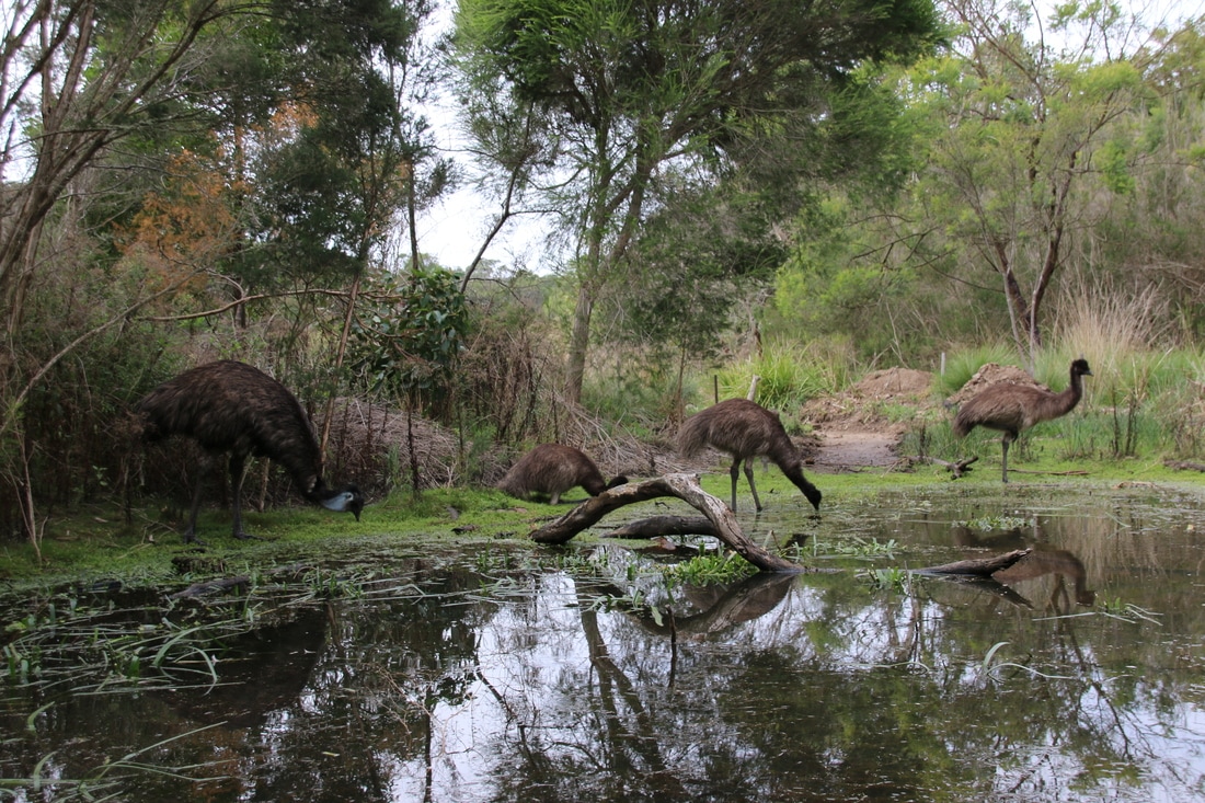 Emus, The Briars, Mount Martha, Mornington Peninsula, Victoria, Australia