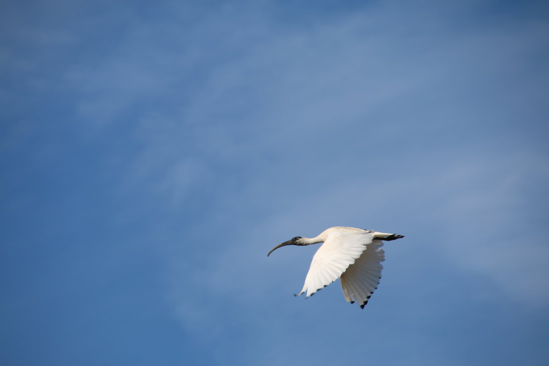 Australian White Ibis, Flinders Beach and Mushroom Marine Sanctuary, Mornington 