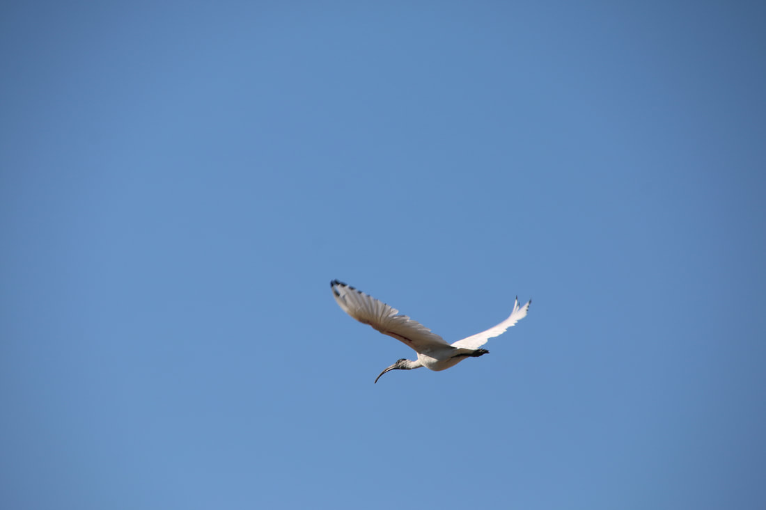 Australian White Ibis, Flinders Beach and Mushroom Marine Sanctuary, Mornington 