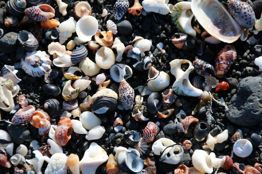 Shells, Flinders Beach and Mushroom Marine Sanctuary, Mornington 