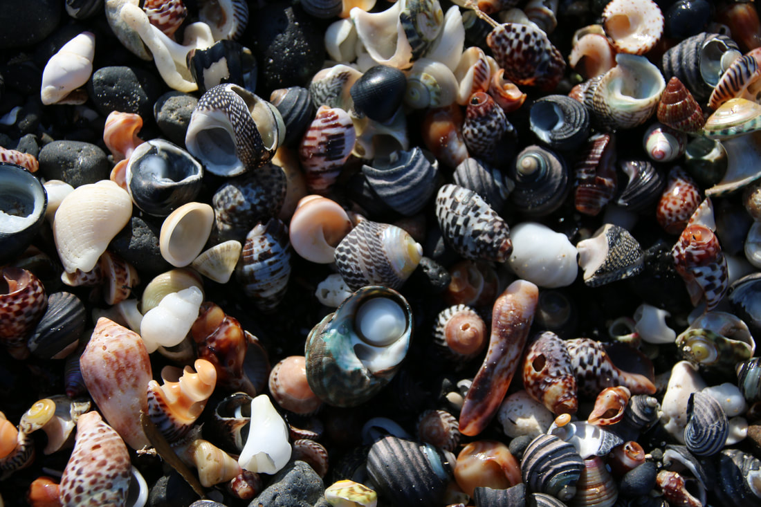 Shells, Flinders Beach and Mushroom Marine Sanctuary, Mornington 