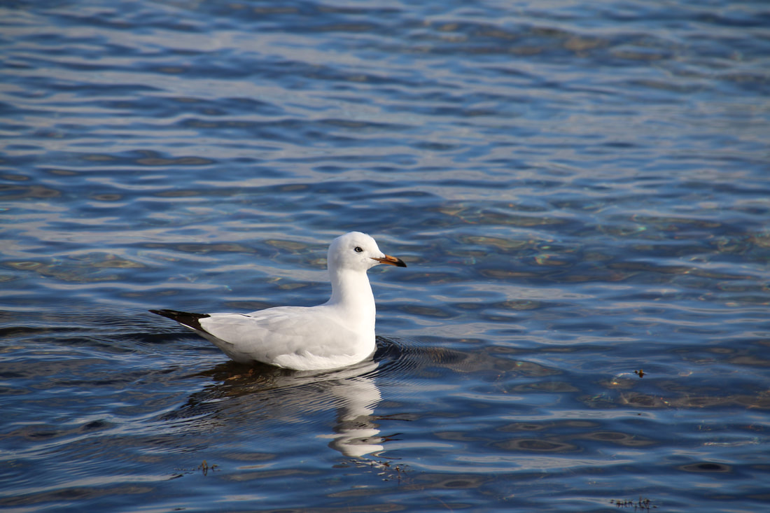 Seagull, Mount Eliza, Mornington Peninsula, Victoria.