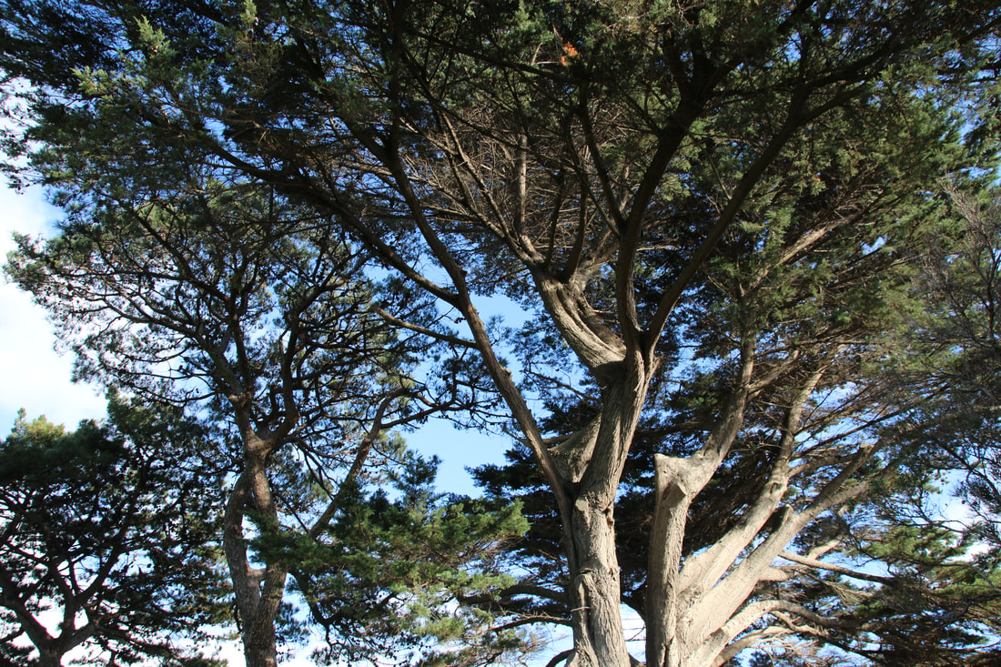 Pine Tree, Mount Eliza, Victoria, Australia