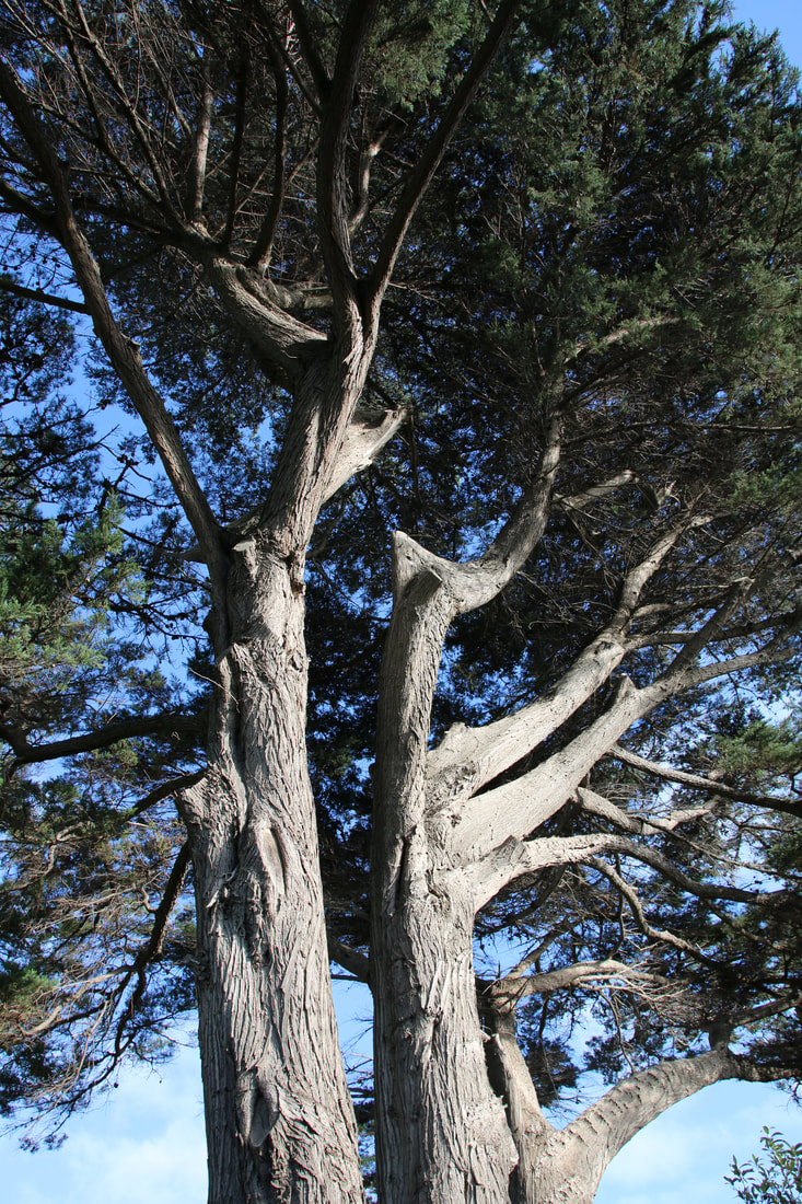 Pine Tree, Mount Eliza, Victoria, Australia