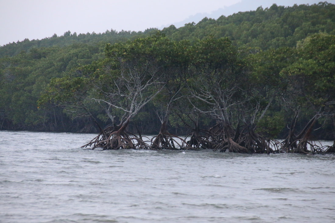 Mangroves, Four Mile Beach, Port Douglas, Queensland, Australia