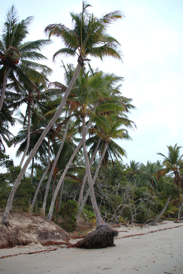 Coconut Palms, Four Mile Beach, Port Douglas, Queensland, Australia