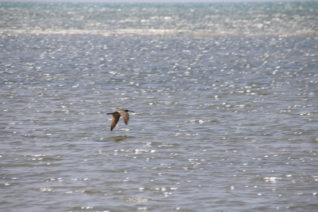 Flying Bird, Four Mile Beach, Port Douglas, Queensland, Australia