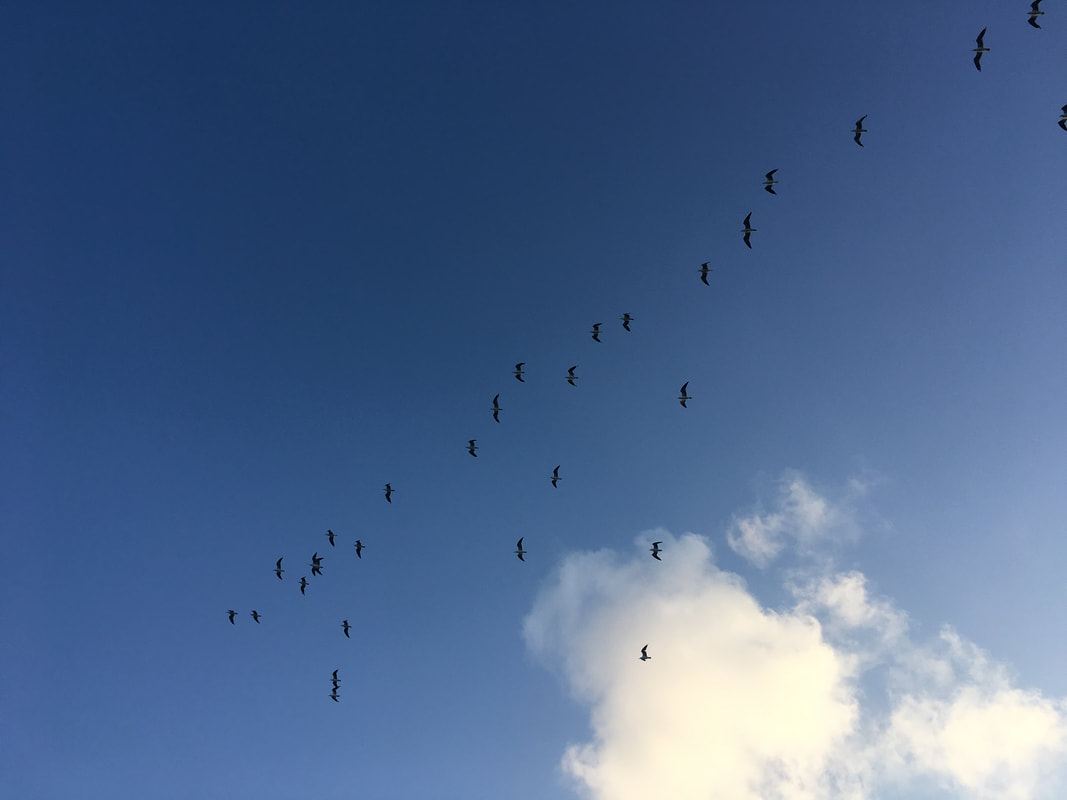 Flying Birds, Four Mile Beach, Port Douglas, Queensland, Australia