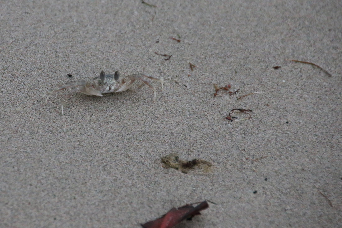 Crab, Four Mile Beach, Port Douglas, Queensland, Australia