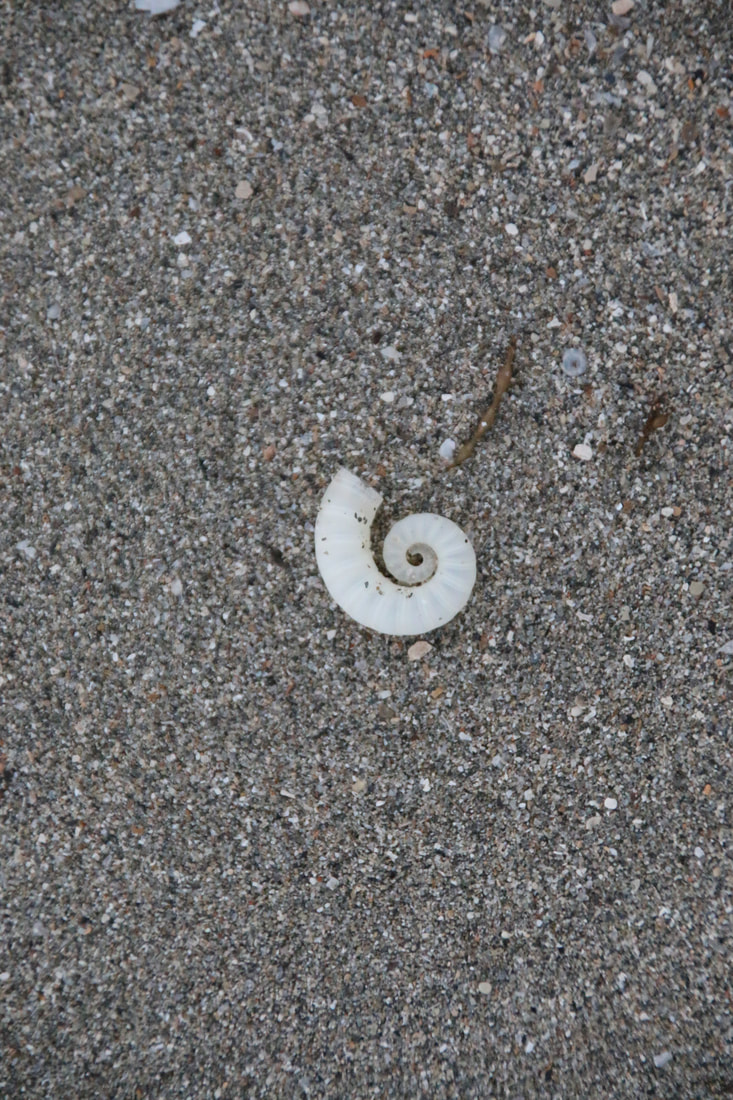 Spiral Shell, Four Mile Beach, Port Douglas, Queensland, Australia