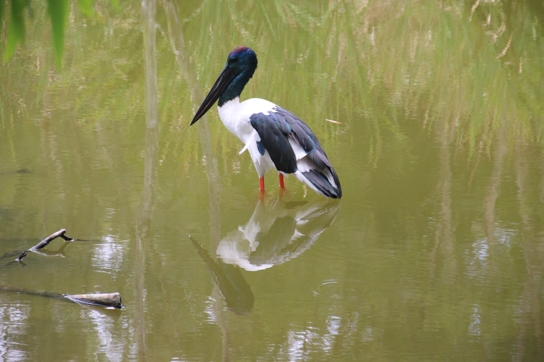 Black-Necked Stork, Wildlife Park, Hartley's Crocodile Adventures, Queensland, Australia