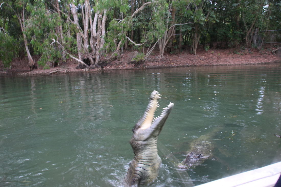 Salt Water Crocodiles, Hartley's Lagoon, Hartley's Crocodile Adventures, Queensland, Australia