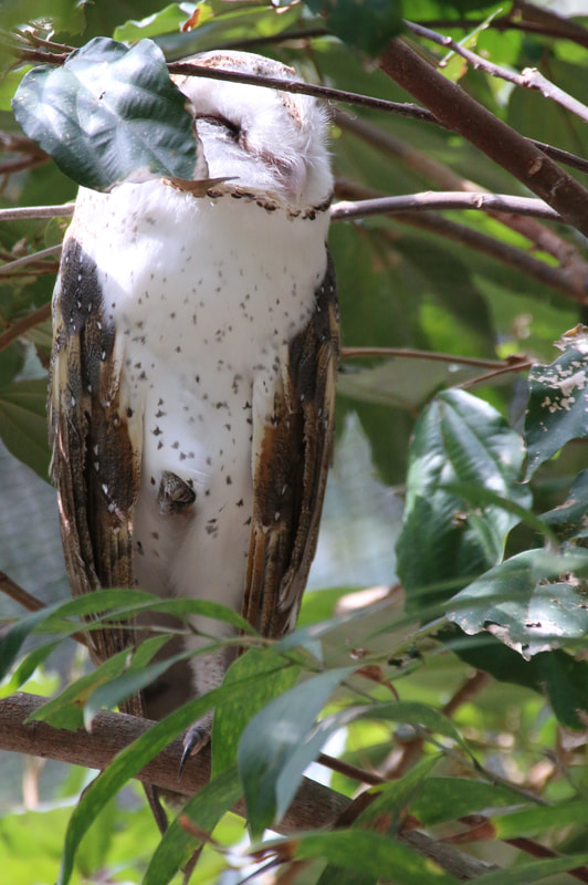 Australian Masked Owl, Wildlife Park, Hartley's Crocodile Adventures, Queensland, Australia