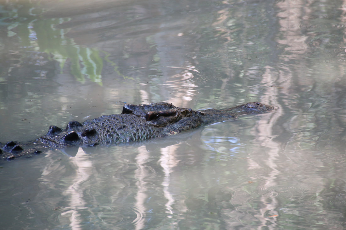 Hagrid the Crocodile, Crocodile Attack Show, Hartley's Crocodile Adventures, Queensland, Australia.
