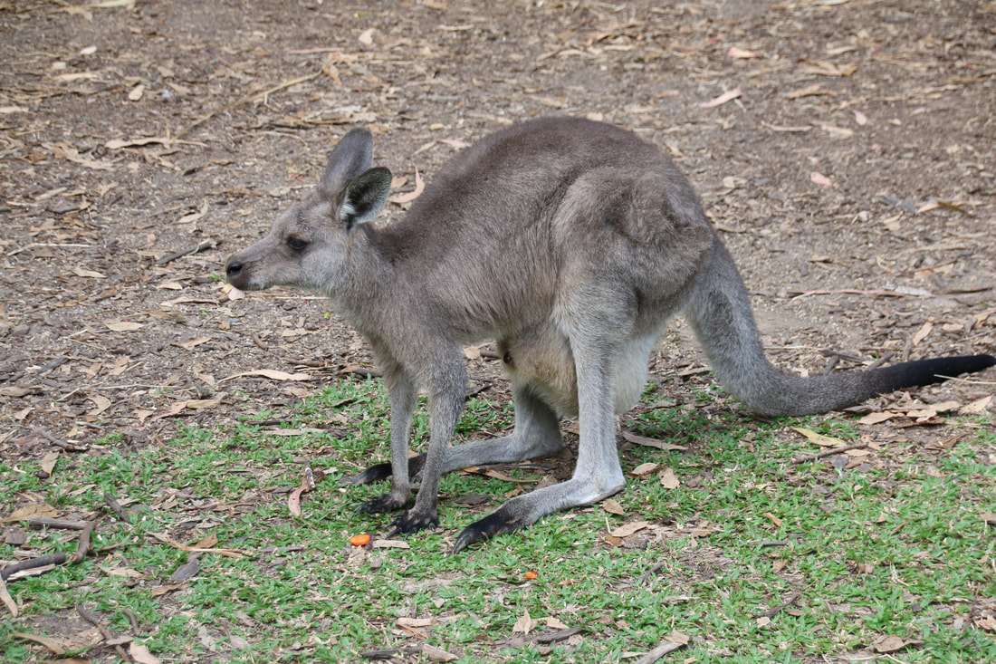 Kangaroo (Joey in Pouch), Wildlife Park, Hartley's Crocodile Adventures, Queensland, Australia