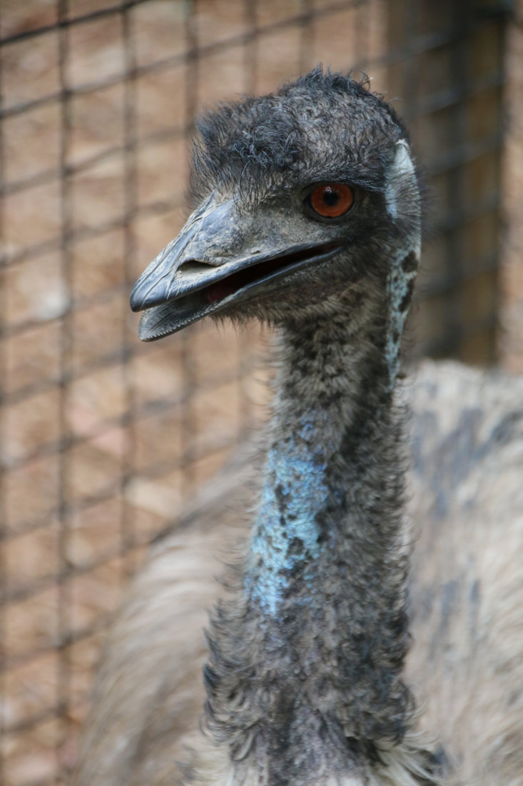 Emu, Wildlife Park, Hartley's Crocodile Adventures, Queensland, Australia