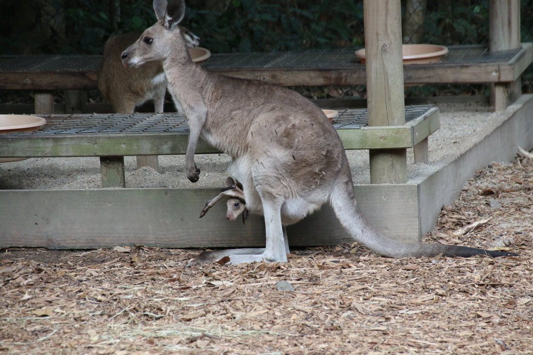 Kangaroo (Joey in Pouch), Wildlife Park, Hartley's Crocodile Adventures, Queensland, Australia