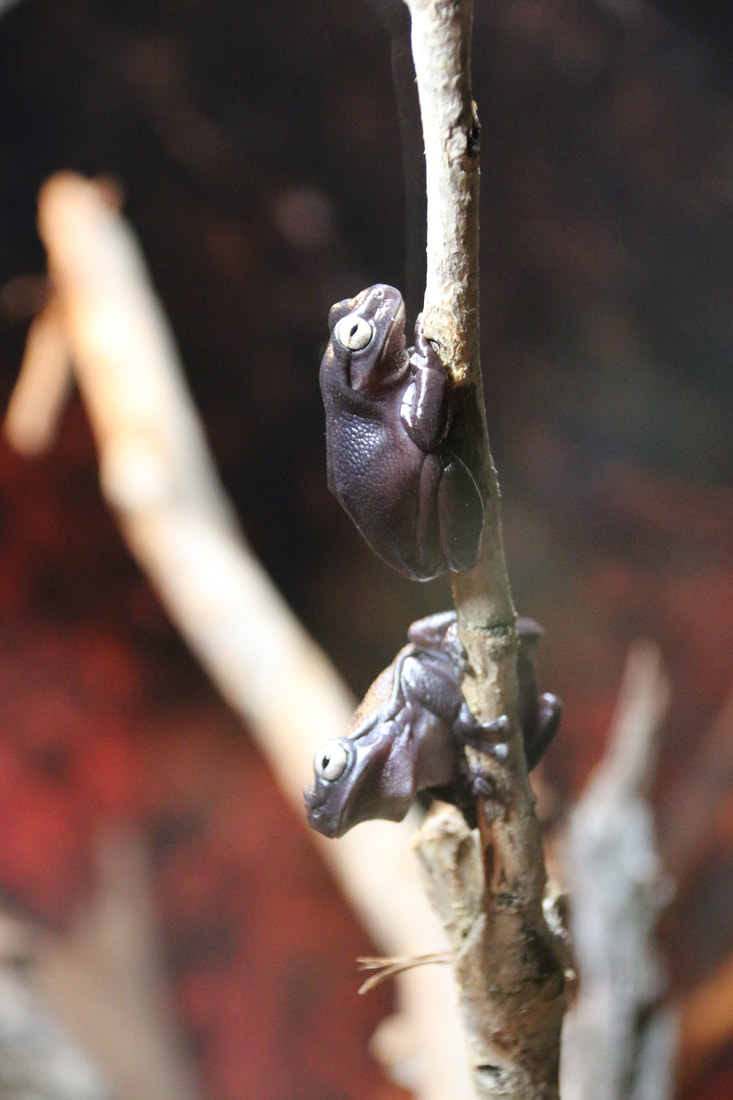 Cave-dwelling Tree Frog, 