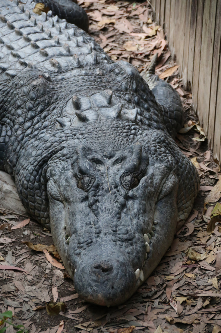 Salt Water Crocodile, Wildlife Park, Hartley's Crocodile Adventures, Queensland, Australia