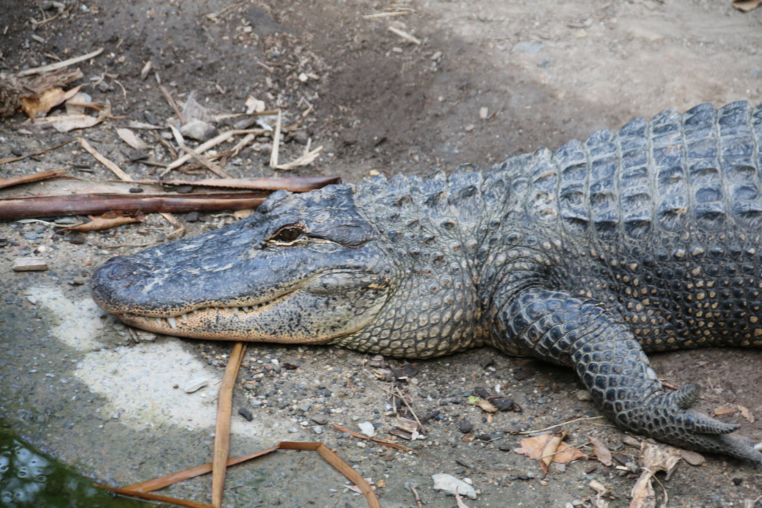 American Alligator, 